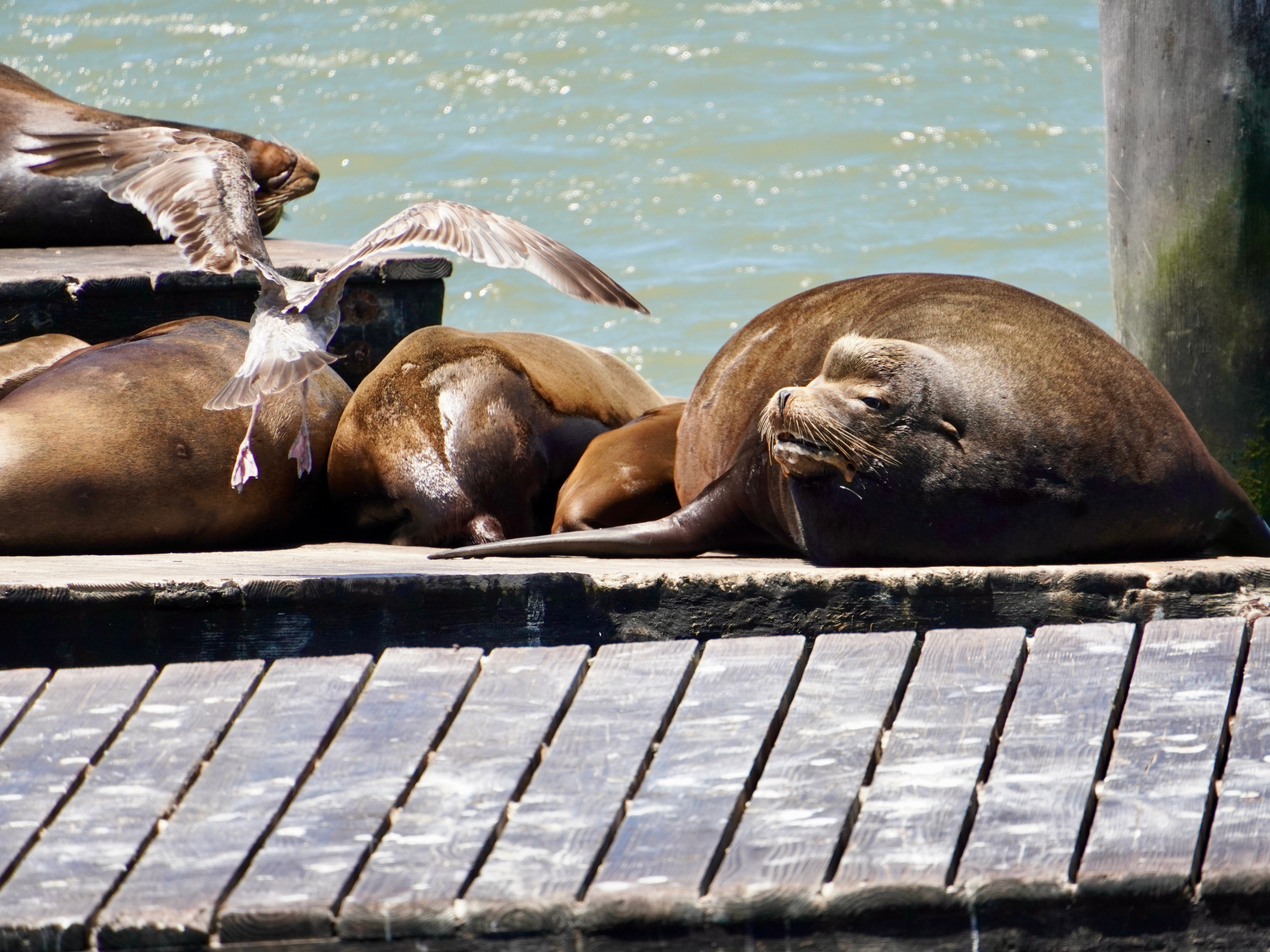 The sea lion is quite tired of being harassed by the seagull.