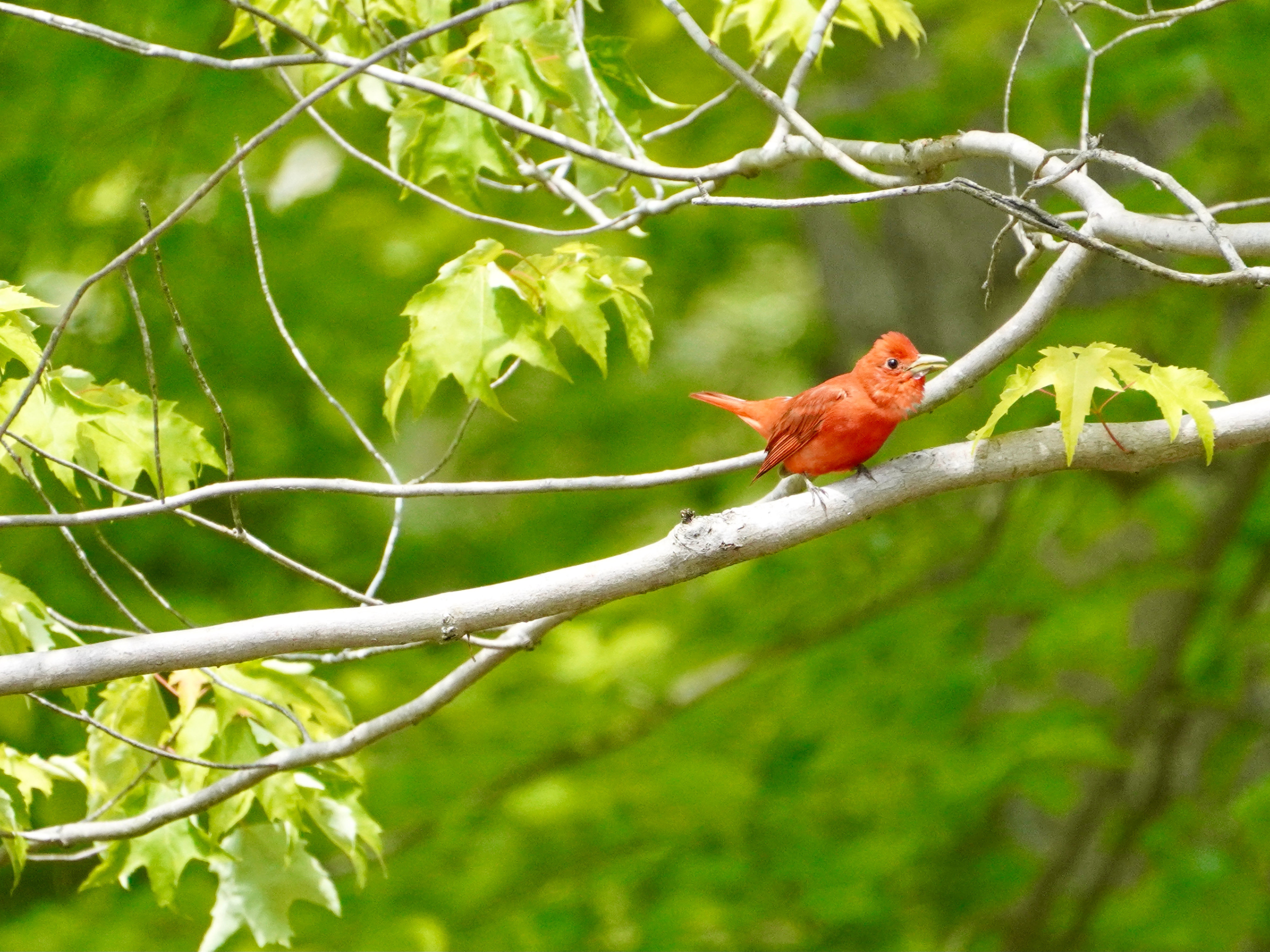 Red bird on a limb