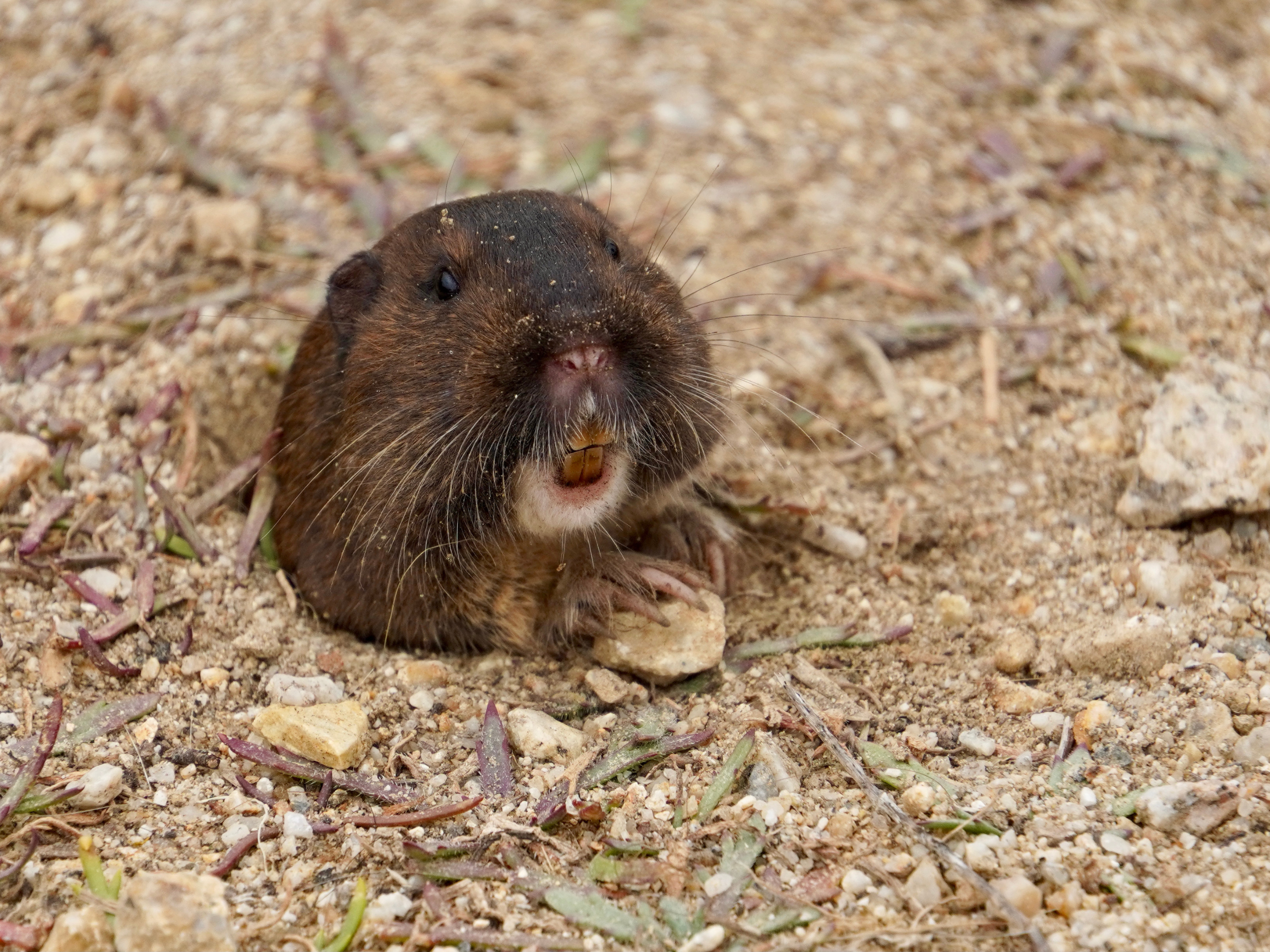 Mole poking his head out of ground